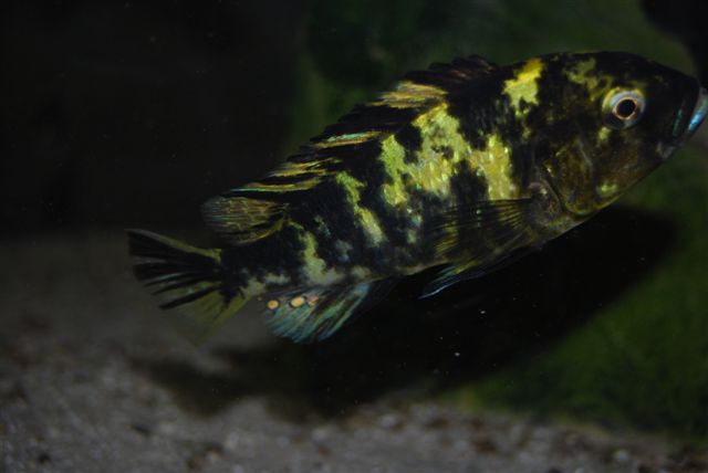 2011111020649_Neochromis omnicaeruleus Makobe Island WB female.JPG
